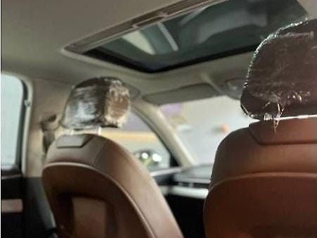 Used Audi A4 [2016-2020] 30 TFSI Premium Plus in Mumbai